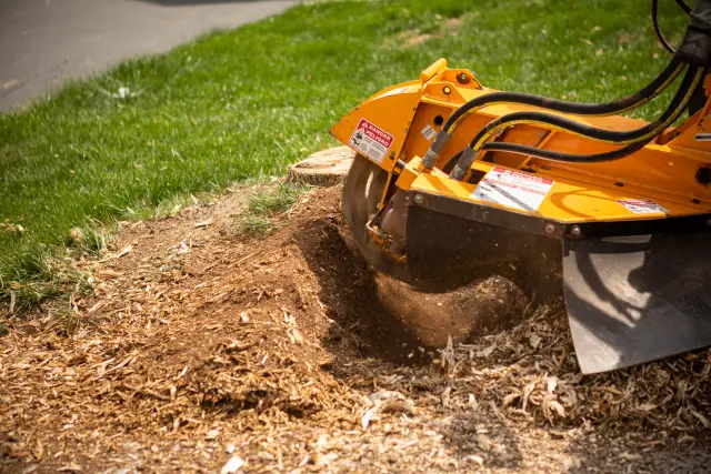 How Professional Stump Grinding Creates More Usable Garden Space